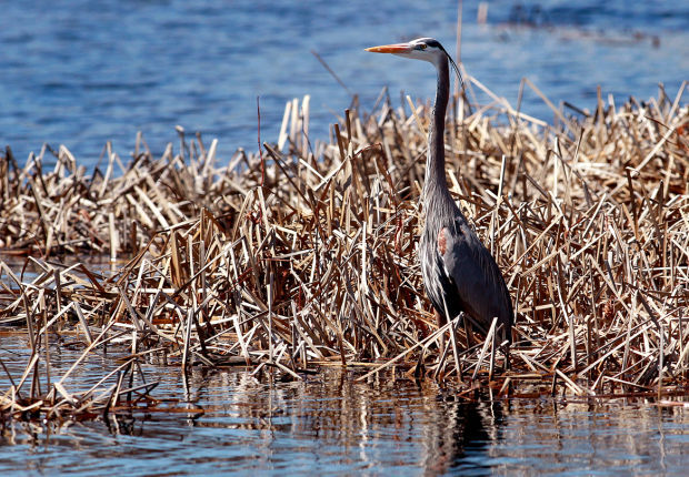 Wildlife in the La Crosse River marsh